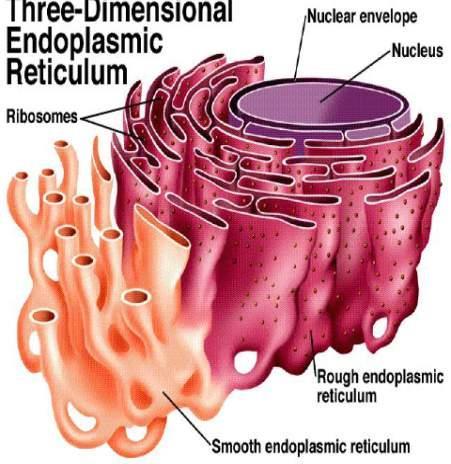 RETICOLO ENDOPLASMATICO Reticolo endoplasmatico: sistema di membrane intercomunicanti costituito da sacculi e tubuli.