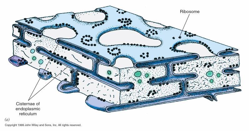 RETICOLO ENDOPLASMATICO RUGOSO (RER) SISTEMA DI SACCHI APPIATTITI MEMBRANOSI (CISTERNE) RIBOSOMI SUL LATO CITOSOLICO DELLA MEMBRANA Sintesi di proteine destinate alle membrane cellulari, ai lisosomi,