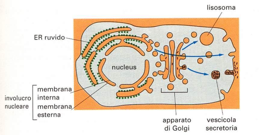 Rapporti tra sistemi di membrane cellulari Le proteine sintetizzate dai ribosomi che rivestono il RER