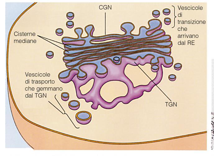 Apparato di Golgi ORGANELLO COSTITUITO DA UNA SERIE DI CISTERNE APPIATTITE E DA VESCICOLE.