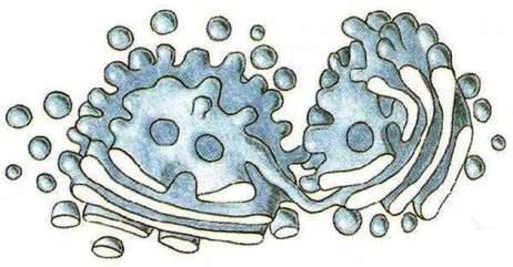 Riceve dal RE proteine e lipidi impacchettati in vescicole, li modifica aggiungendo gruppi chimici (glicosilazione, solfatazione, acetilazione.