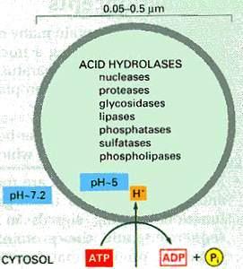 Il ph acido dei lisosomi viene mantenuto, a spese di energia, da una pompa protonica nella membrana dell organello Tutte le