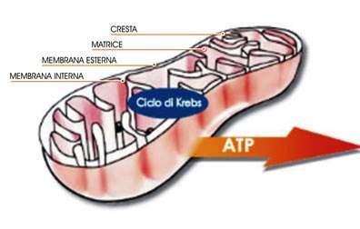 I MITOCONDRI Rappresentano la centrale energetica della cellula, sede della respirazione cellulare e della sintesi di ATP.