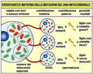 Mitocondri discendenti di antichi batteri?