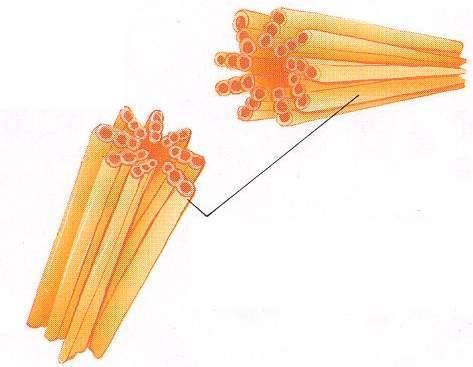 Centrosoma Centrosoma: localizzato vicino al nucleo cellulare, è il punto di origine dei microtubuli, che da esso si estendono a raggiera verso al periferia della cellula.