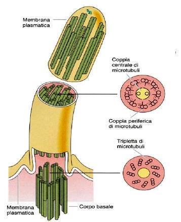 Appendici cellulari dotate di movimento e formate da fasci di microtubuli ricoperti da membrana cellulare I flagelli sono lunghi e poco numerosi Le ciglia sono corte e