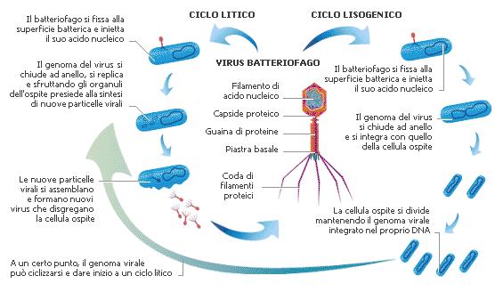 VIRUS A CICLO