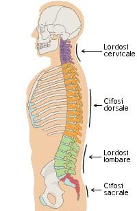 1. Anatomico meccanico: la colonna vertebrale Le curve sul