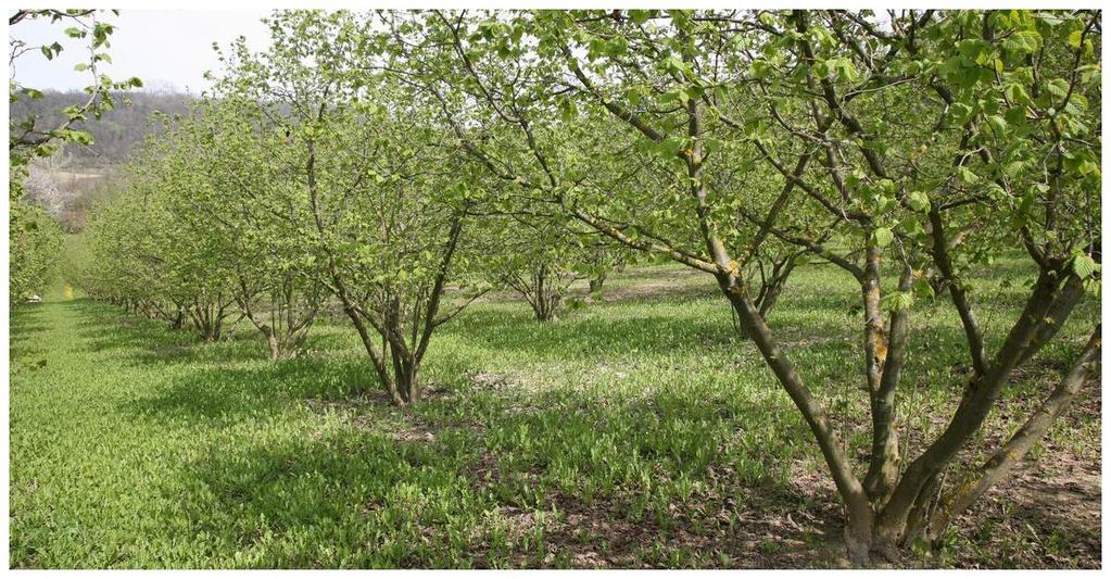 nocciola. La nocciola rappresenta oggi una grande risorsa economica che ha permesso agli agricoltori di trovare una fonte di reddito importante rispetto alle colture tradizionali dei secoli passati.