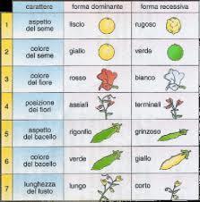 La pianta di pisello possiede un fiore ermafrodita, che porta cioè entrambi gli organi sessuali; questa caratteristica, unita a quella della particolare morfologia dei petali,