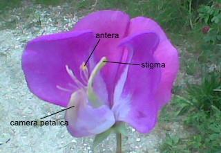 Fiore del genere Pisum (la camera petalica è stata aperta per mostrare lo stigma e le antere) Prima di tutto Mendel selezionò delle linee pure per ciascun carattere: in pratica fece germinare i semi