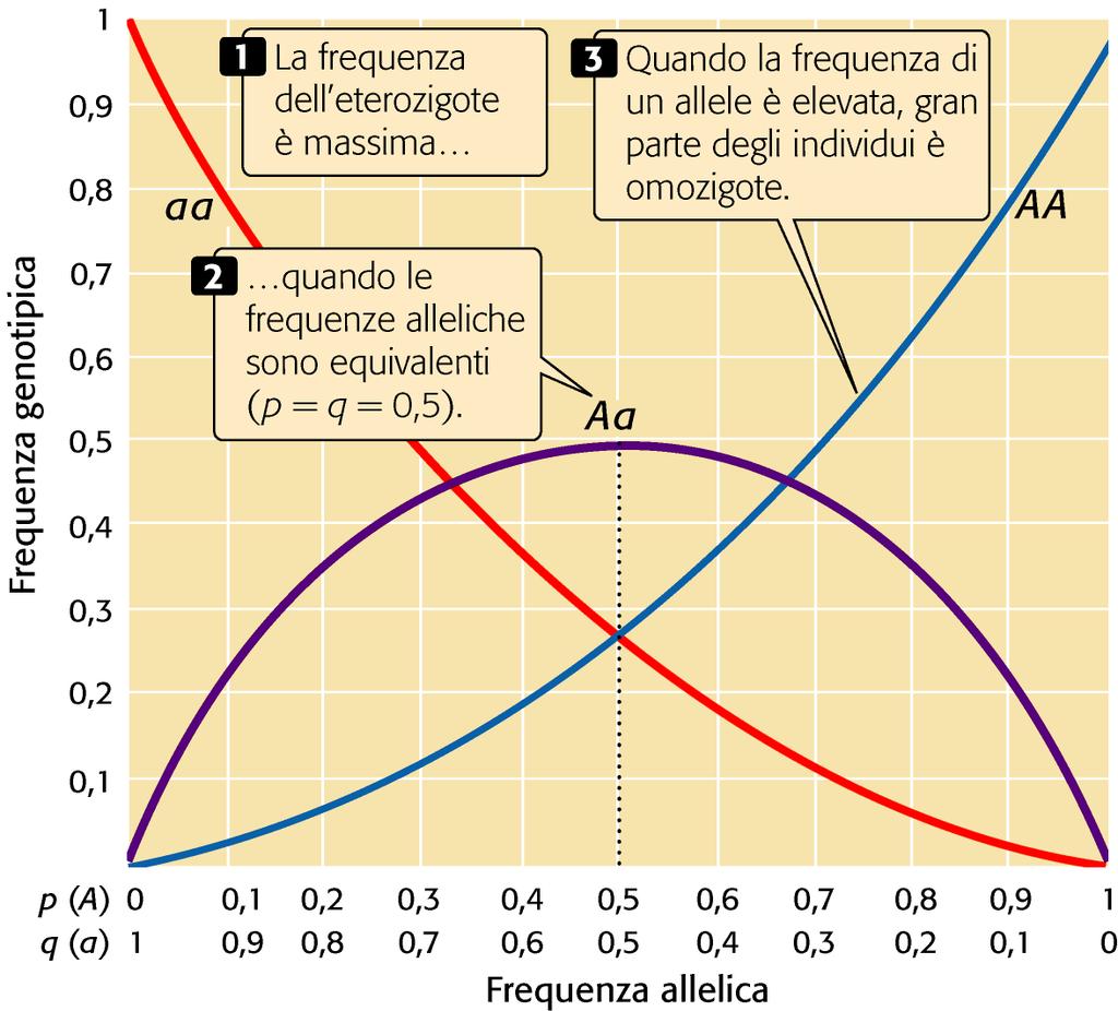 Quando una popolazione è in equilibrio di Hardy-Weinberg, le proporzioni dei genotipi sono stabilite dalle frequenze degli alleli Per un locus con 2 alleli, la frequenza dell eterozigote è più alta