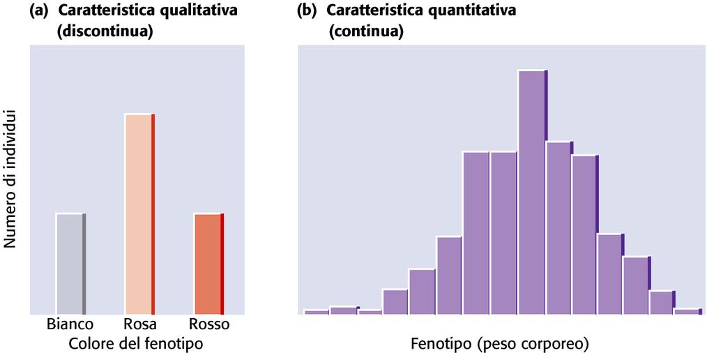 Metodi statistici per l analisi delle caratteristiche quantitative All interno di un gruppo, la variabilità fenotipica può essere rappresentata per mezzo di una distribuzione di