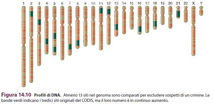 A ciascun numero di copie è assegnata una frequenza in base alla frequenza osservata in una particolare popolazione Se si considerano ripetizioni su cromosomi diversi, è possibile usare la regola del