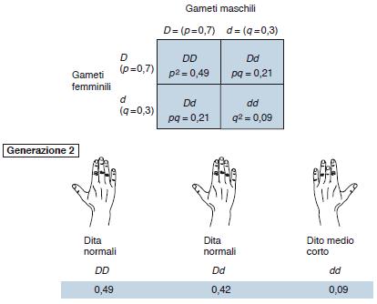 Dito medio più corto del secondo e del quarto: Carattere autosomico recessivo Se 9 individui su 100 hanno il dito medio più corto (dd), la frequenza è 9/100 o 0,09 Dato che dd corrisponde a q 2, q =