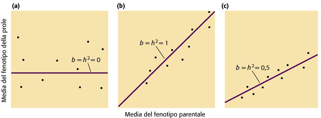 Ereditabilità mediante regressione tra individui parentali e prole Il coefficiente di regressione fornisce informazioni sul grado dell ereditablità in (a) non c e alcuna relazione fra fenotipo