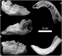 mila anni nelle grotte del veronese La mandibola fu scoperta alla fine degli anni Cinquanta a Riparo Mezzena, una cavità dei Monti Lessini,