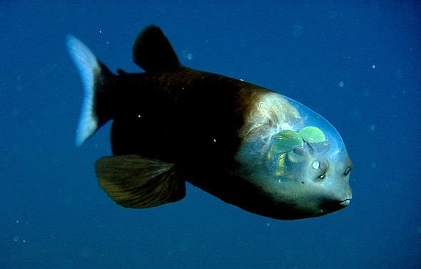 Extreme Adaptation The "Barreleye Fish" is an extreme example of nature's adaptive capability.