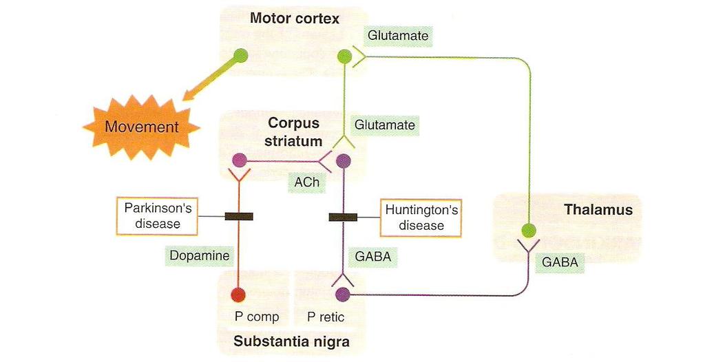 Organizzazione del