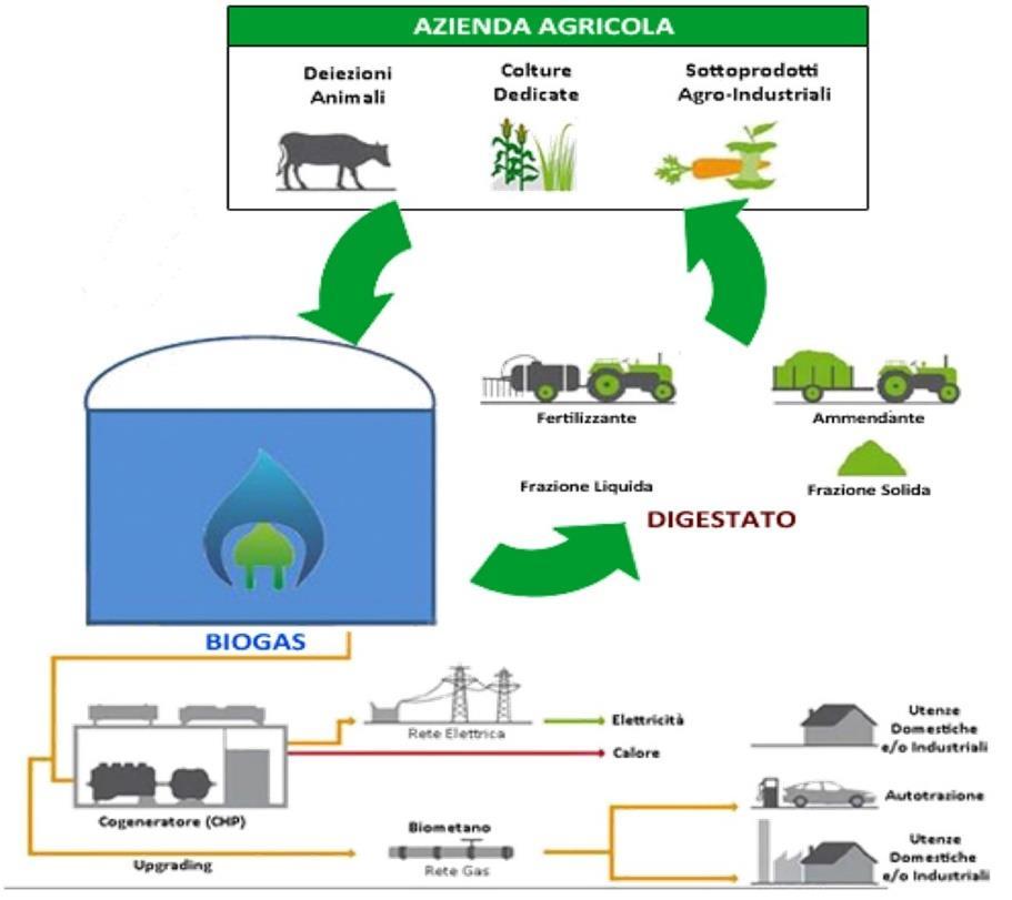 di altro potenzialmente tossico e/o dannoso per la salute e per l ambiente) e i prodotti che si ottengono sono: Figura 1 L azienda agricola con impianto di biogas: esempio concreto di economia