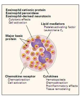 2. IPEREOSINOFILIA 2.1. INTRODUZIONE Gli eosinofili derivano dalle cellule staminali ematopoietiche.