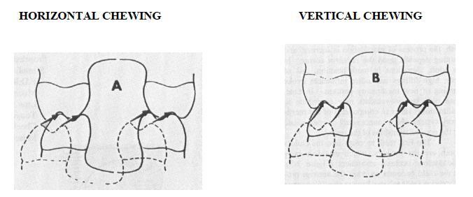 Il percorso A illustra un movimento della masticazione unilaterale su un paziente con canini usurati. Questi pazienti masticano in modo più orizzontale, che si traduce in continua usura sui denti.