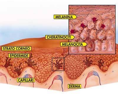 I melanociti risiedono nello strato basale dell epidermide.