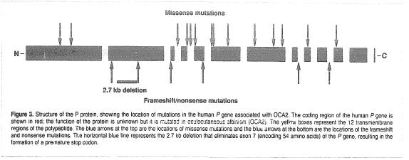 Albinismo oculo-cutaneo cutaneo (OCA) OCA di tipo 1 (OCA1) mutazioni nel gene per l enzima tirosinasi(sul chr11) melanin OCA di