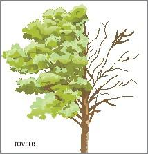 Il ricambio delle foglie avviene durante tutto il corso dell'anno, e questo fa in modo che l'albero non resti mai completamente spoglio; per questo motivo, le conifere sono spesso indicate con il