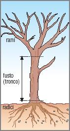 Il ricambio delle foglie avviene solo nel periodo autunnale-primaverile; per questo motivo l'albero resta completamente spoglio nel periodo invernale.