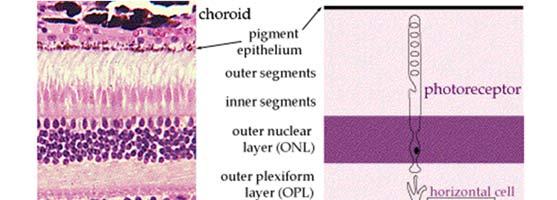 L interno del globo oculare è foderato da una membrana che riceve gli stimoli luminosi, la retina. Su di esso sono presenti i recettori luminosi: coni e bastoncelli.