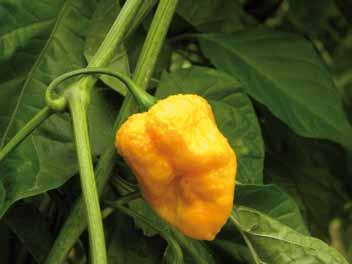 - Vigorous plant, late cycle, suited for open field cultivation. Lantern shaped fruit with point at the end as scorpion tail, wrinkled skin, 40-50mm x 20-30mm, pale green colour and red at ripening.