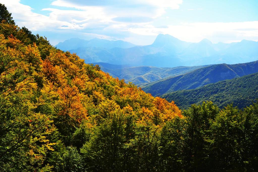 Le piante sono verdi perché questi composti, altamente coniugati, non assorbono la luce verde, ma semplicemente la