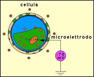 potenziale negativo all interno rispetto all esterno, il cosiddetto potenziale di riposo, di entità