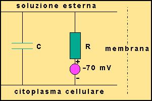 La membrana cellulare separando cariche elettriche si comporta come un condensatore.