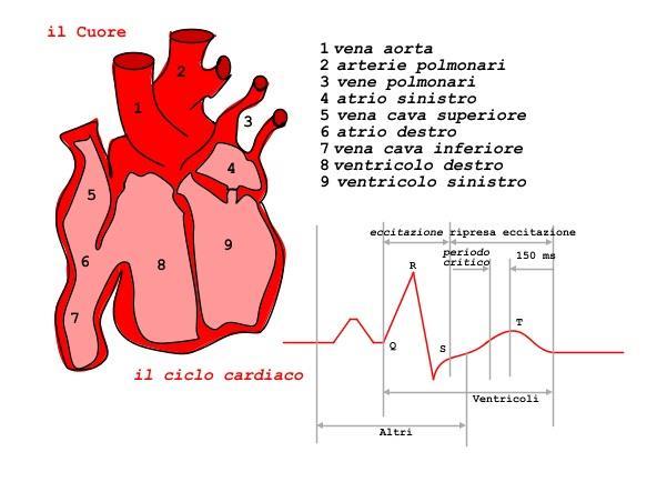 Fibrillazione ventricolare 3) Si ha un istante di tempo in cui il ciclo cardiaco normale é molto instabile per cui, se lo shock coincide con questo istante esiste un'elevatissima probabilità di