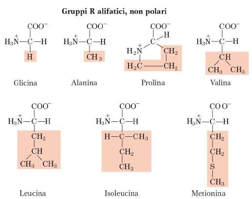 CLASSIFICAZIONE Gli amminoacidi possono essere raggruppati in cinque classi principali a seconda delle proprietà delle catene laterali: - Gruppo R alifatico, non polare: glicina (Gly/G),