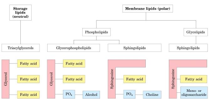 LIPIDI I lipidi sono macromolecole che hanno diverse funzioni: - Funzioni di riserva energetica: grassi e olii - Funzioni specializzate: eicosanoidi, ormoni e vitamine.