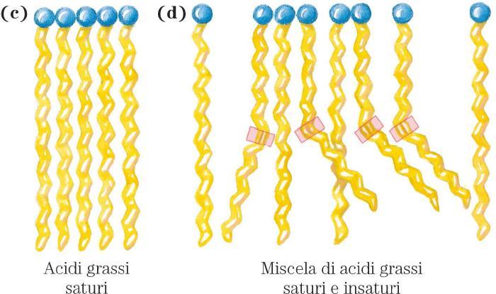 - Numerazione numerica con ω come ultimo carbonio della catena (carbonio metilico), partendo dall ultimo carbonio (numerazione utilizzata dai nutrizionisti).