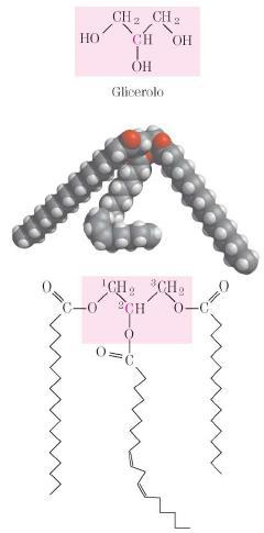 TRIGLICERIDI (funzione di riserva energetica) Nei sistemi biologici, gli acidi grassi sono sempre utilizzati per legarsi a creare macromolecole più grosse alle quali attribuiscono queste proprietà