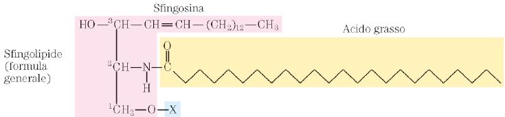 primo e il secondo ossidrile sono esterificati con due molecole di acido grasso, ma al terzo carbonio è legato un gruppo fosfato e non un acido grasso.
