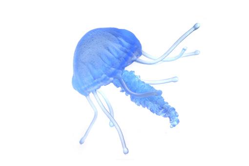 Come sappiamo, alcune meduse hanno tentacoli che, se toccati, provocano fastidi sulla pelle.