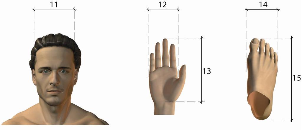 2. LARGHEZZA DELLA MANO definizione - ampiezza massima del palmo della mano. applicazioni - necessaria per definire le dimensioni necessarie all'inserimento, all'appoggio e alla presa della mano.