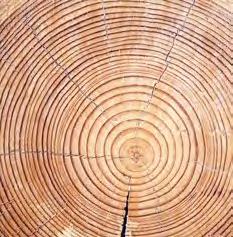 Per la produzione dei nostri serramenti in legno viene utilizzato esclusivamente legno lamellare incollato a tre strati.