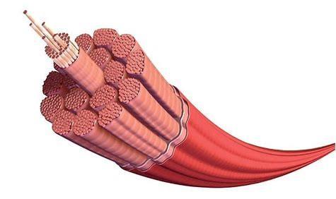 Il termine muscolo (derivante dal latino muscŭlus) identifica un organo composto in prevalenza da tessuto muscolare, ovvero un tessuto biologico con capacità contrattile.