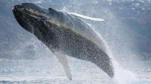 30 partenza per un safari alla ricerca delle balene a bordo di un comodo catamarano. Partenza con volo Scandinavian Airlines, via Stoccolma e Oslo.