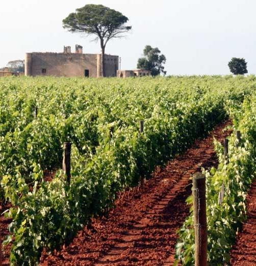 IL RUOLO DELLA VITIVINICOLTURA La Puglia è la regione italiana con il più alto numero di aziende con vite da vino (oltre 37.