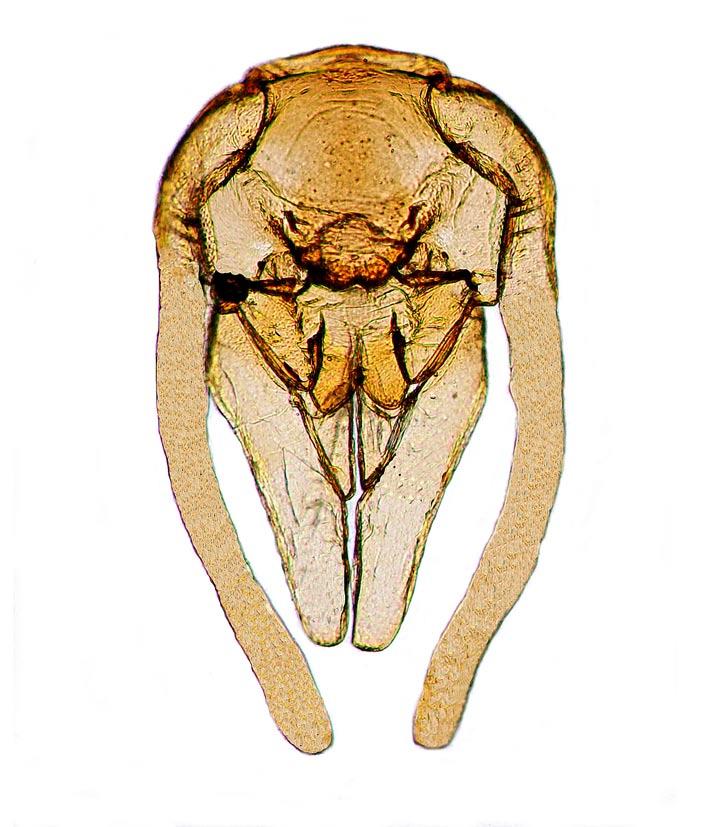 9 - Siederia albericensis sp. n.