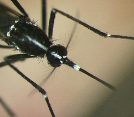 Aedes albopictus Competenza vettoriale CHIKV non mutato 24%