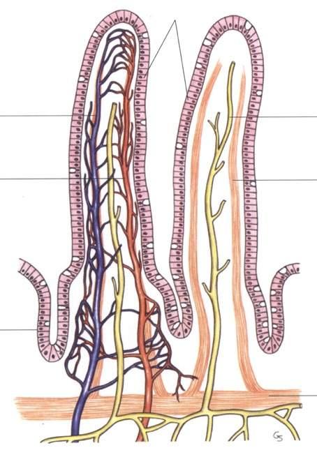 Villi intestinali Vena assiale del villo Arteria assiale del villo Vaso chilifero assiale Fasci muscolari del villo